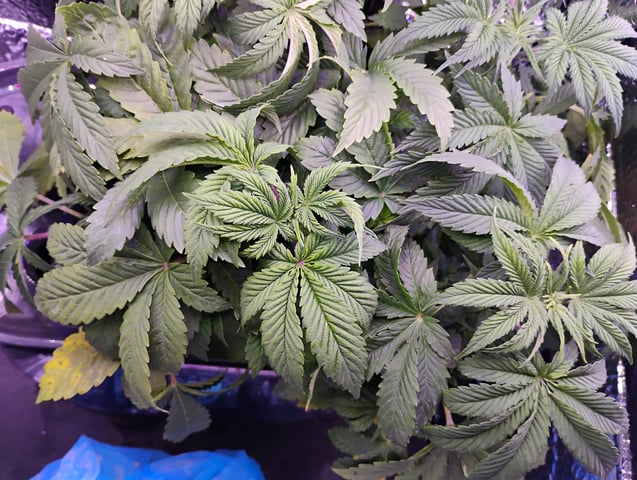 OGGodoe — flower, day 2