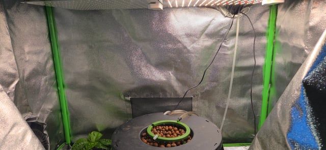 Strain "Z" from Herbies Seeds.  — grow_setup, day 1