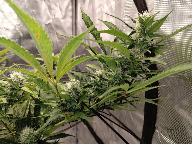 Round 2🥊 — flower, day 60