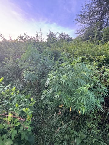 First grow — flower, day 1