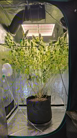 Big Momma Blue Dream  — flower, day 53