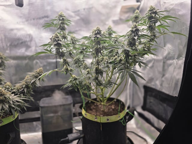  1 Blue Zushi x Venom & 1 Jack Here x Strawberry Cookies OG — flower, day 84
