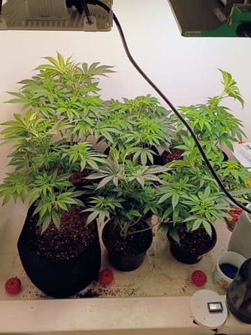 Lokie OG x Permanent Marker — flower, day 50