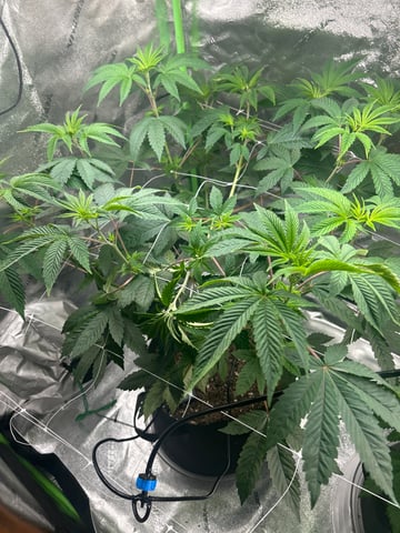 sour chem  — grow_setup, day 1