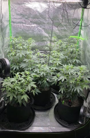 SGC And GWS Clones — flower, day 11