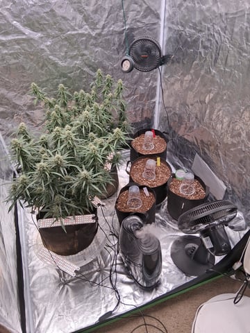 TEAM FULL AUTOS — grow_setup, day 1