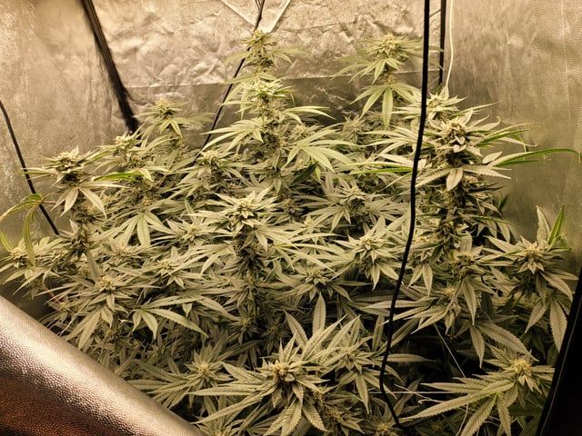 #3 — flower, day 65