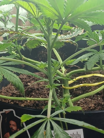 Poor Ivory — vegetative, day 59
