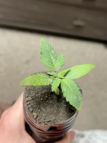My First Ever Grow — grow_setup, day 1