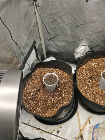 Coco Grow — germination, day 1