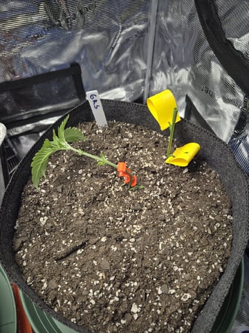 Grow 1 2026 Gelato Rainbow Sherbert  — vegetative, day 12