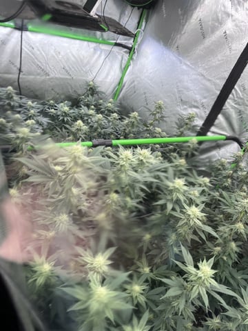 Rookie — flower, day 1