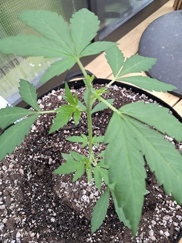 re-start new germination — vegetative, day 42