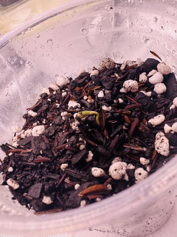 Cabana do Gato — seedling_rooting, day 5