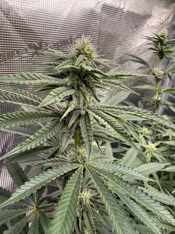 Gorilla Runtz — flower, day 63