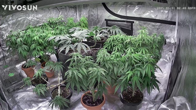 outdoor start/indoor 2025 — vegetative, day 73