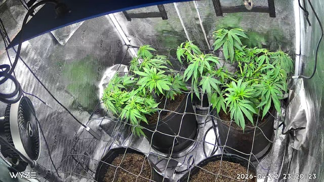 Blue Dream Feminized 