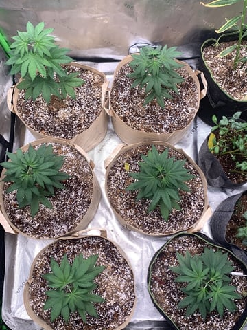 Papaya Frosting  — vegetative, day 35