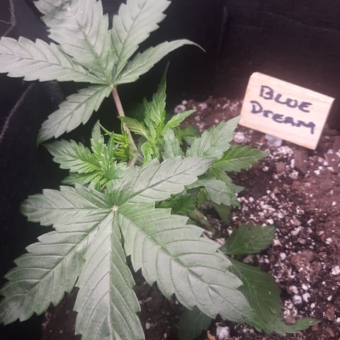 Next Attempt  — vegetative, day 22