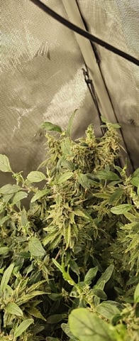 Last girls got kicked. — flower, day 159