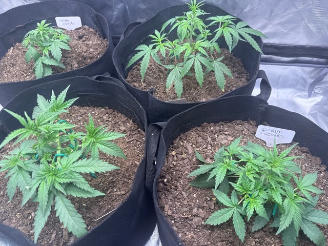 Fastbuds Autoflowers — vegetative, day 16