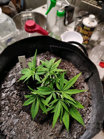 Hindu Kush — vegetative, day 45