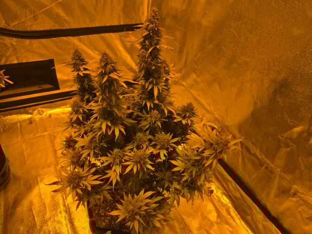 2nd Autoflower Indoor Grow — flower, day 119