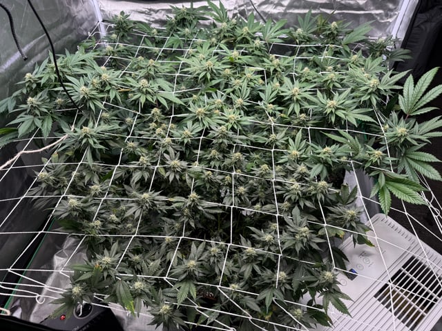 Green Gelato — flower, day 80