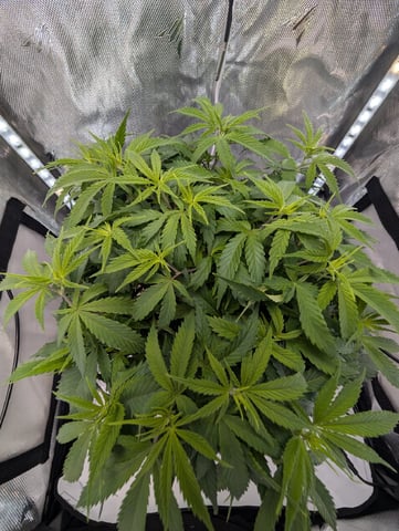 C99 CloneWars! — vegetative, day 26