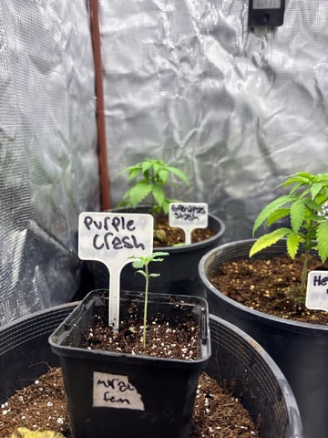 first grow in new 2x2 — vegetative, day 31