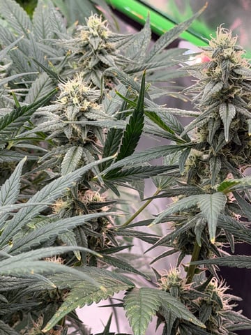 Witches Brew Autoflower by Dream Beans — flower, day 9