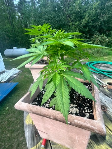 White Widow Twins — vegetative, day 40