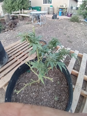 first 4 — flower, day 71