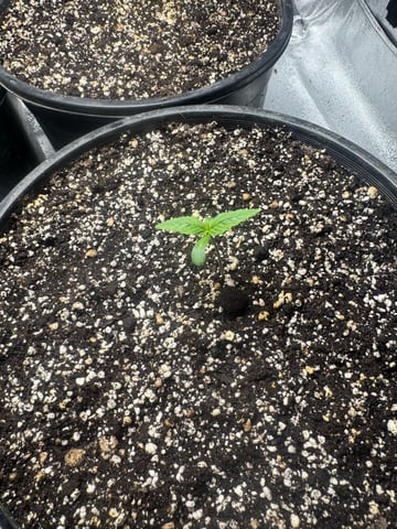 Wilted Broccoli F1