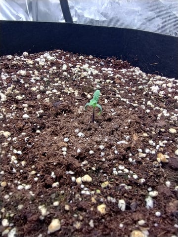 Round 2🥊 — seedling_rooting, day 15