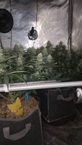 Original 1990 genetics  — flower, day 96