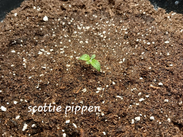 Christmas Stash  — seedling_rooting, day 2