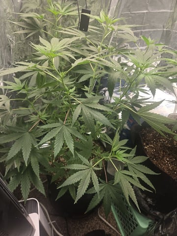 first grow second plant  — vegetative, day 164