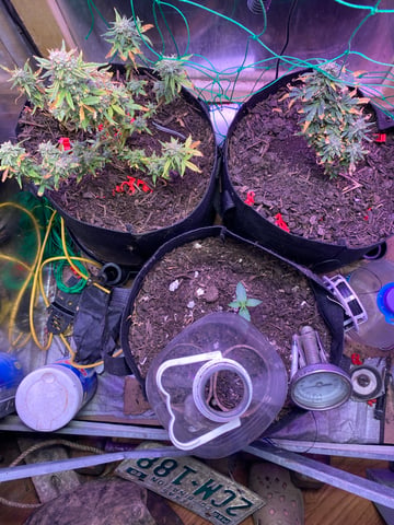 Frankengrape  — flower, day 35