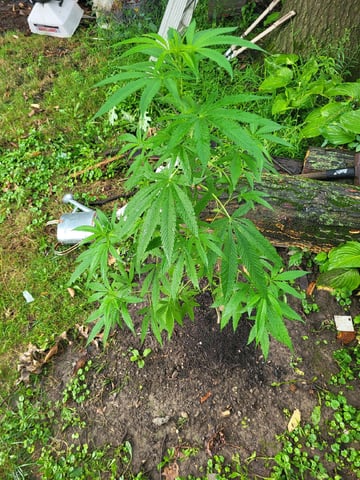 Bread — vegetative, day 18