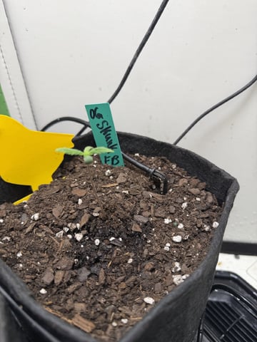 Midsummer Outdoor — seedling_rooting, day 1