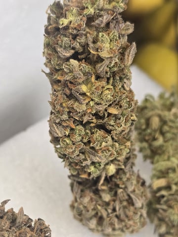 1st Auto Grow (LSD + BrB) - 1st indoor Grow — done, day 140