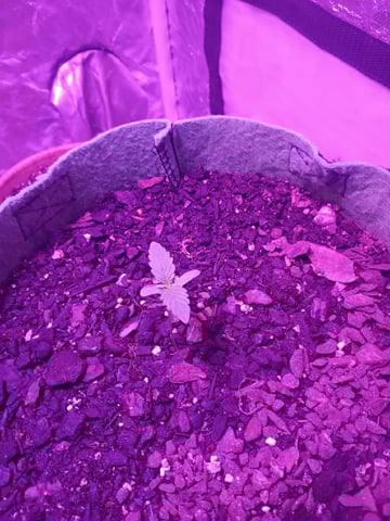 First autos  — seedling_rooting, day 23