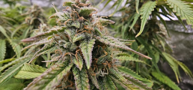 Blueberry  — flower, day 71