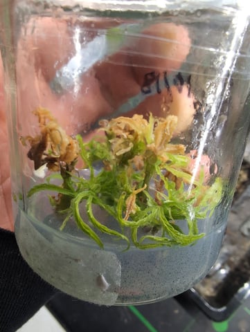 Plant in a test tube — seedling_rooting, day 256