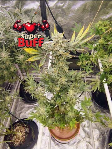 garage set up — flower, day 157