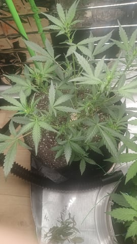 Gelato & Amnesia  — vegetative, day 34