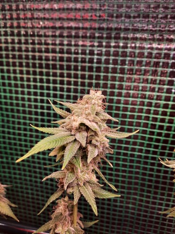 missing pieces — flower, day 130