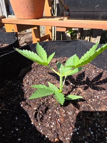 lemon drizz — vegetative, day 7