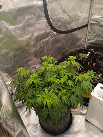 Master Kush — flower, day 53